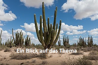 Ein Blick auf das Thema