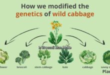 Is Broccoli Man Made