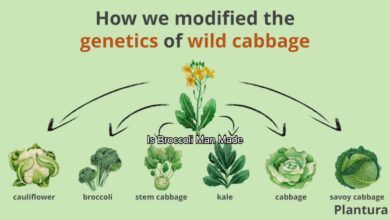 Is Broccoli Man Made