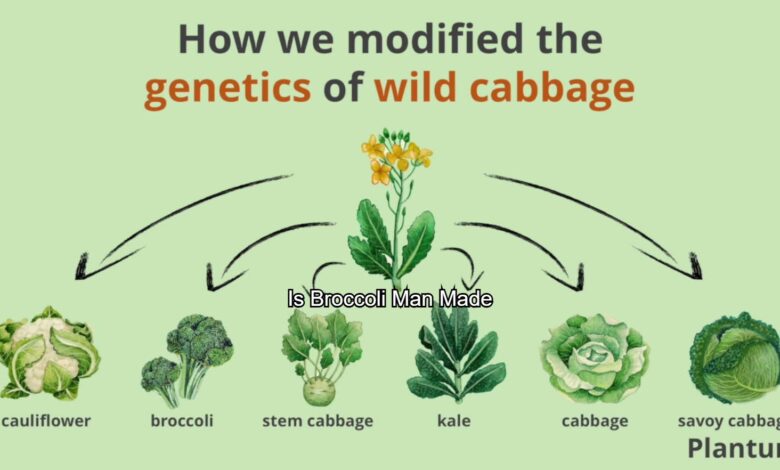 Is Broccoli Man Made