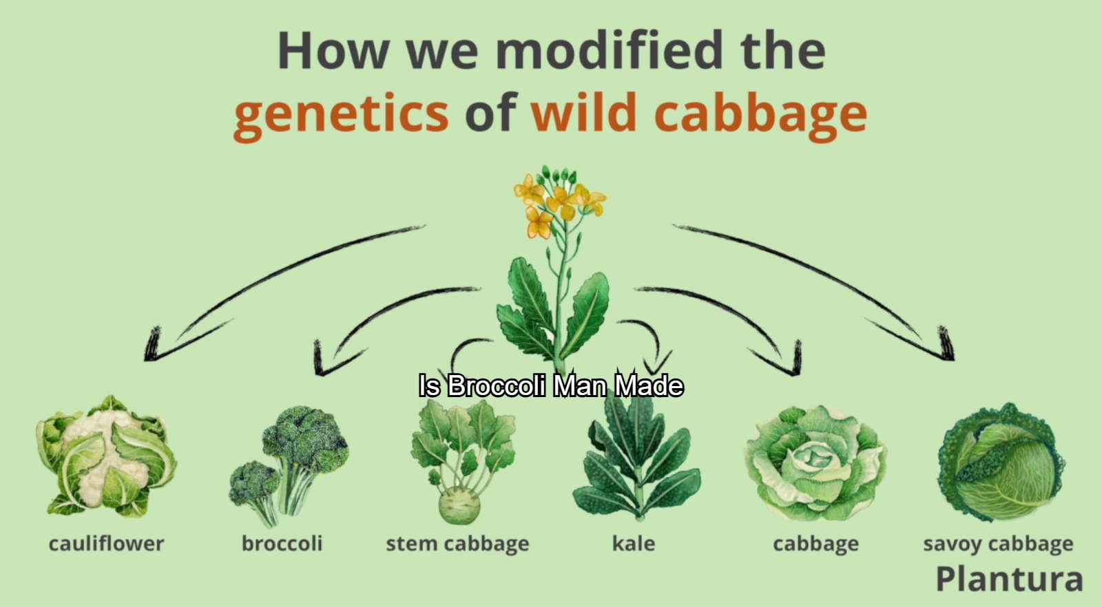 Is Broccoli Man Made